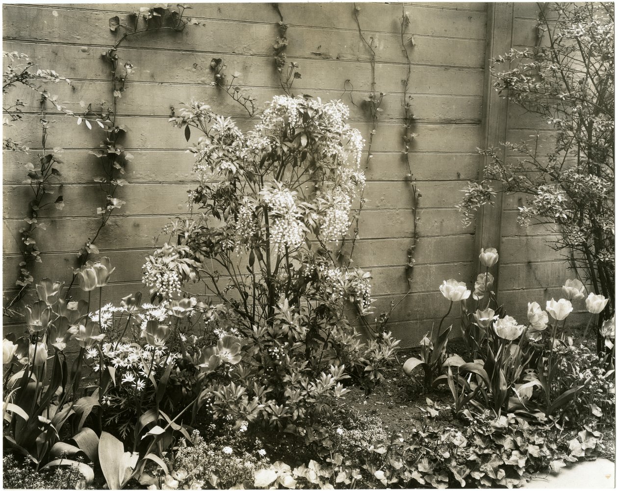 Mr & Mrs John Morgan, 39 W 11 St Center Andromeda plant, Greenwich Village, Nowy Jork, USA, c.1939-40 (zdjęcie żelatynowo-srebrowe) autorstwa Jessie Tarbox Beals