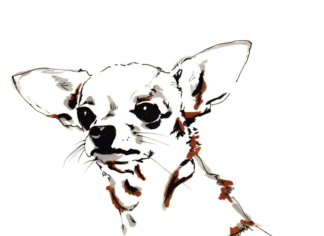 Wielkie Uszy Chihuahua, 2012 (długopis, tusz na papierze) autorstwa Jo Chambers