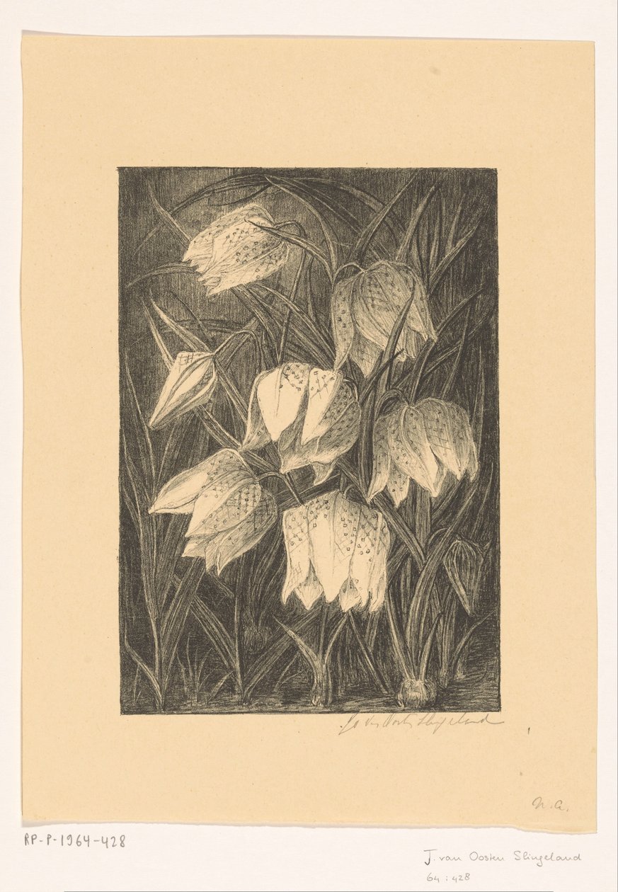 Kwiaty czajki autorstwa Jo van Oosten Slingeland (signed by artist)