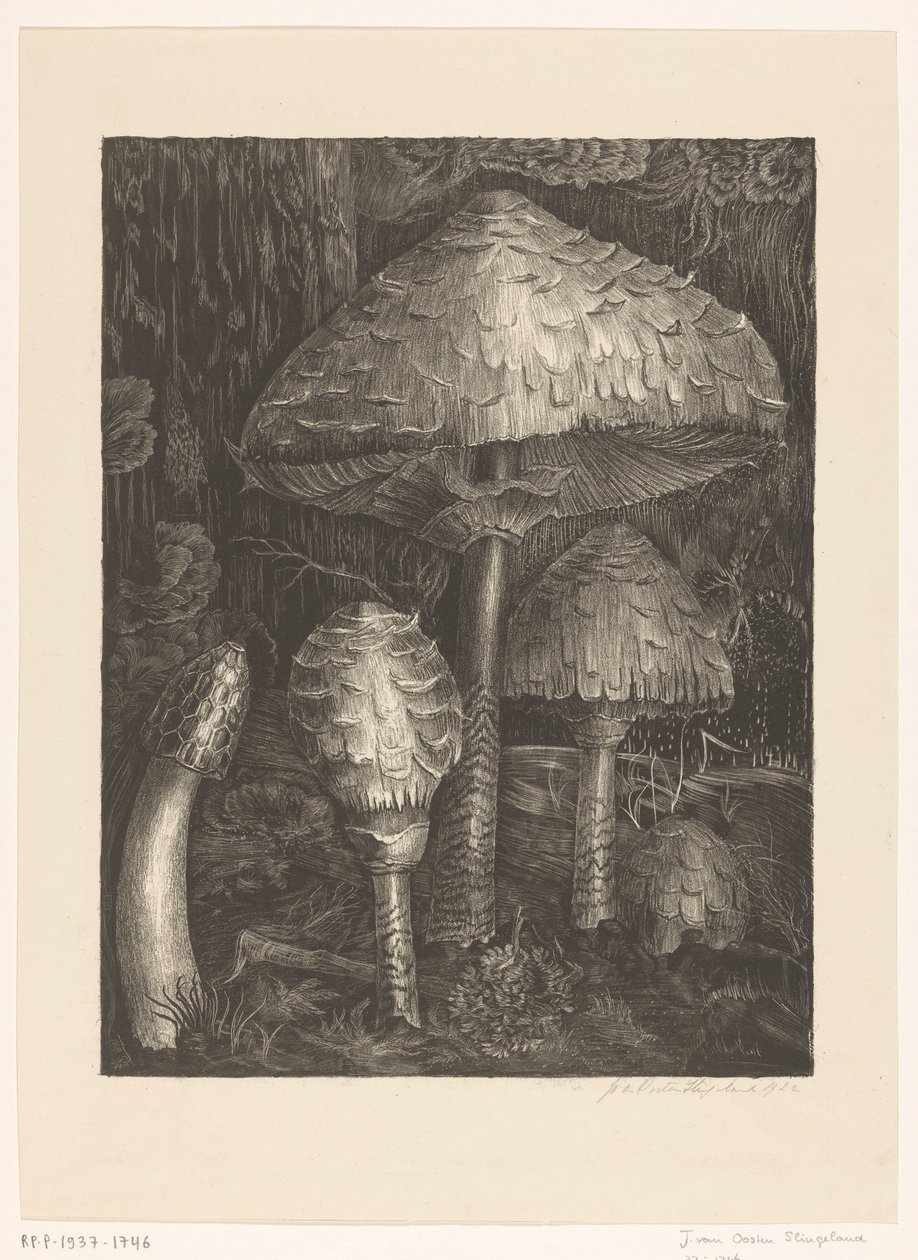 grzyby autorstwa Jo van Oosten Slingeland (signed by artist)