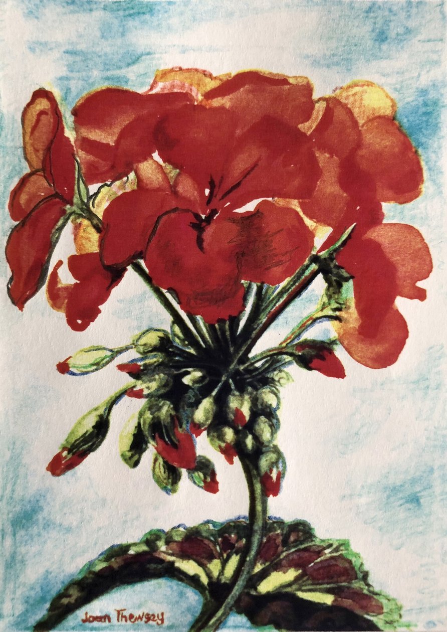 Pelargonia, autorstwa Joan Thewsey