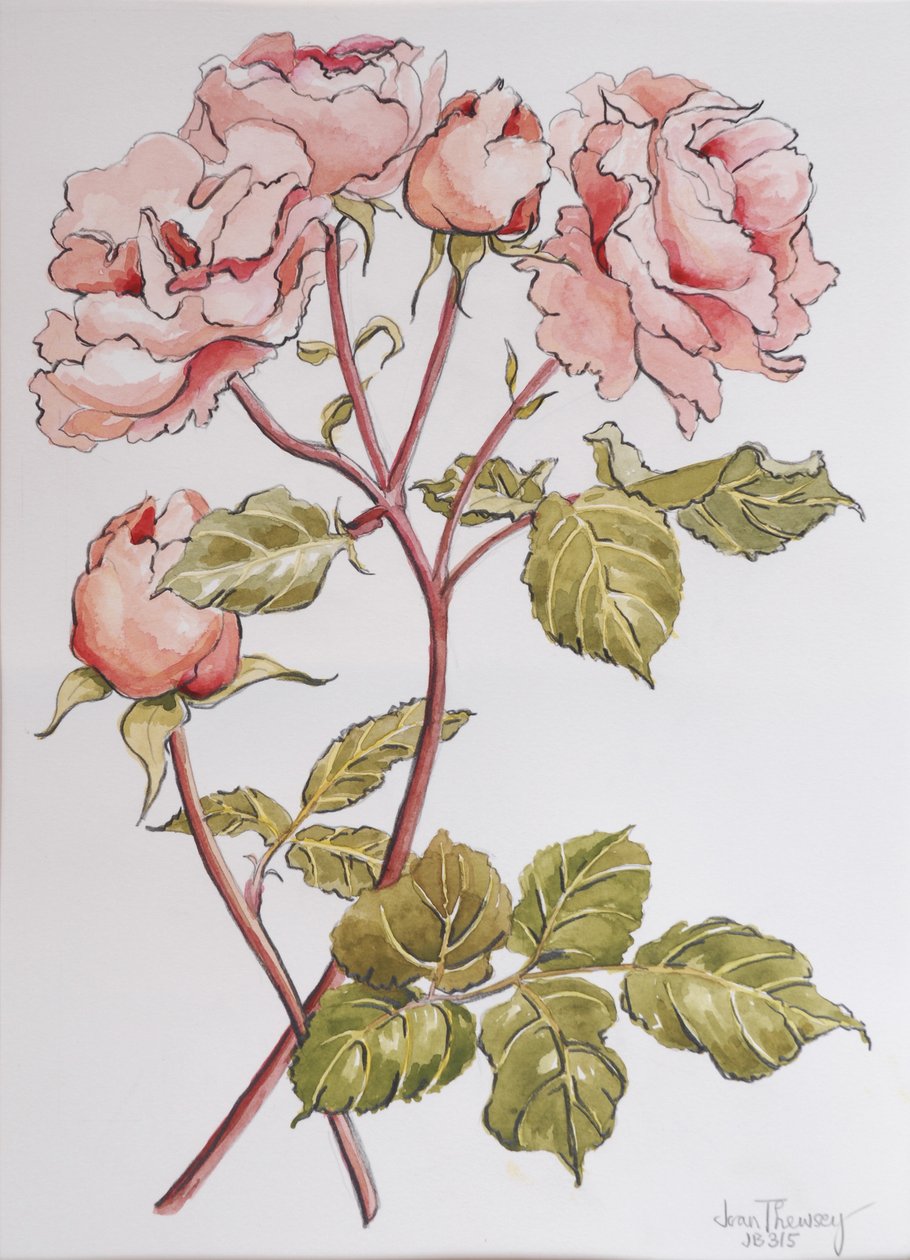 Róże,Abraham Derby, 2012,(ołówek i akwarela na papierze czerpanym) autorstwa Joan Thewsey