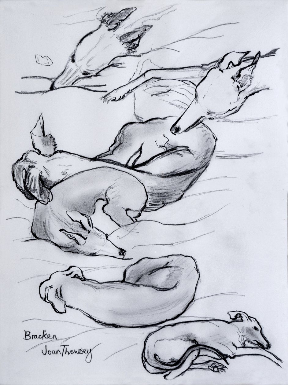 Bracken, whippet, 2000, (ołówek) autorstwa Joan Thewsey