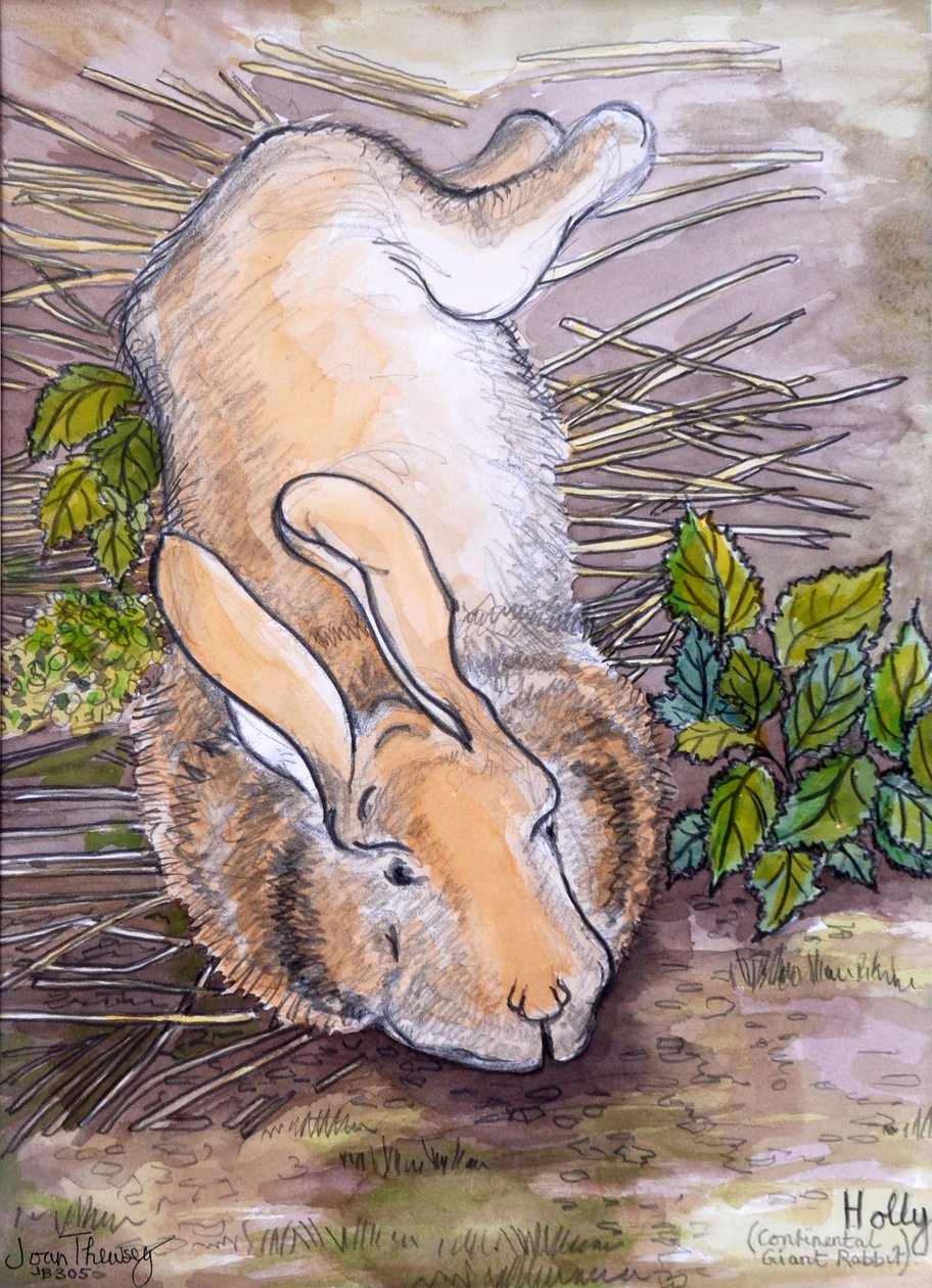 Holly, Giant Continental Rabbit, 2002, (ołówek i akwarela) autorstwa Joan Thewsey