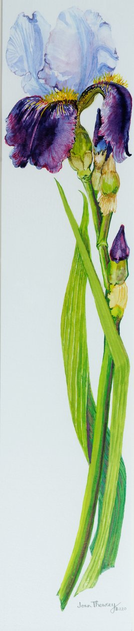 Irys z trzema pąkami, 2010, akwarela autorstwa Joan Thewsey
