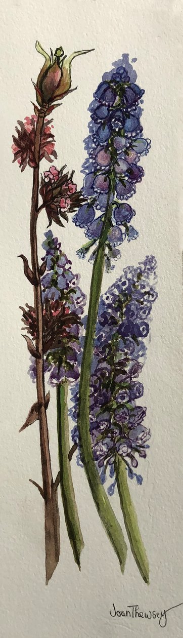 Muscari i Viburnum bodnantense (akwarela) autorstwa Joan Thewsey