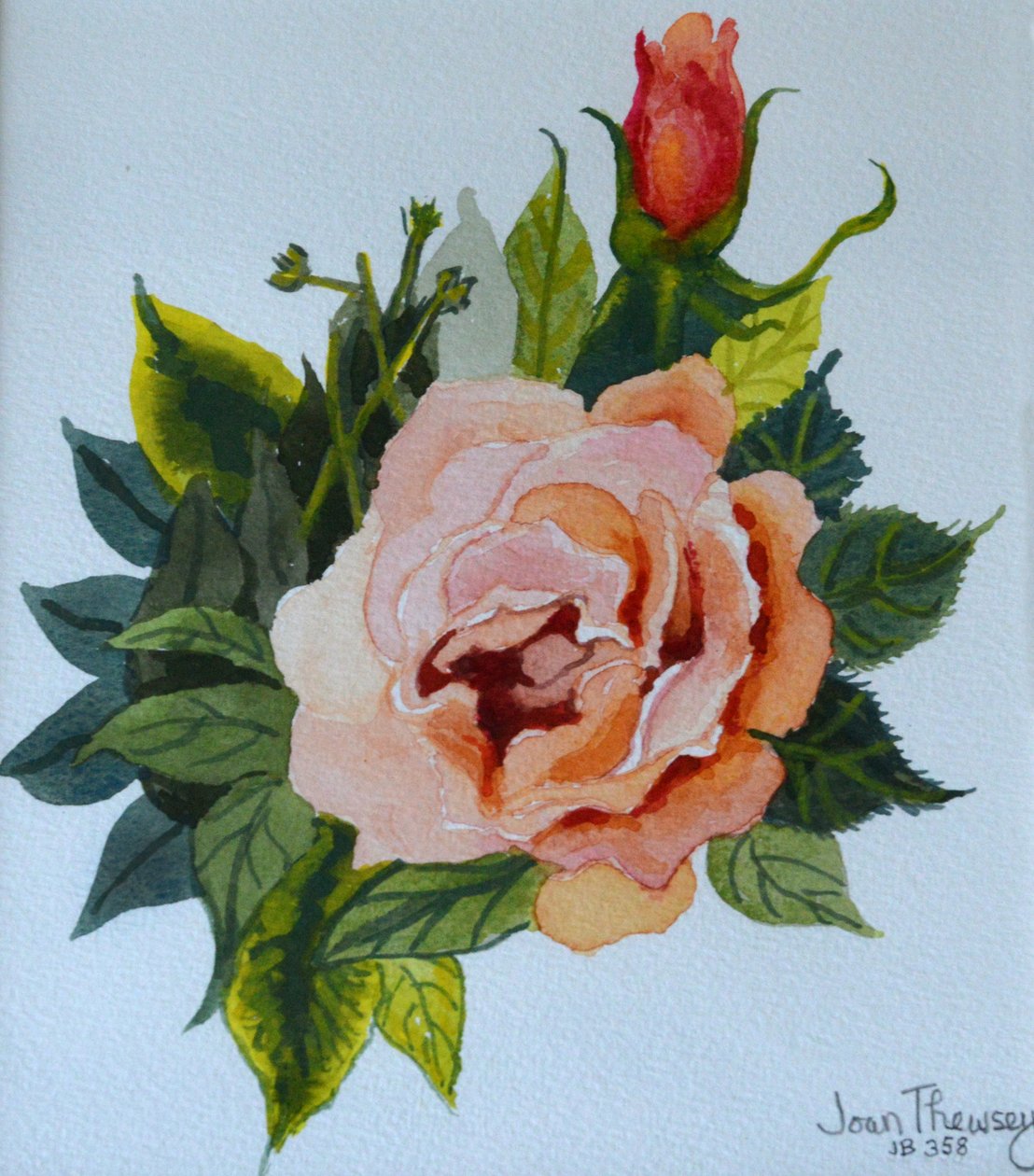 Różowa Róża i Pączek, 1986, autorstwa Joan Thewsey