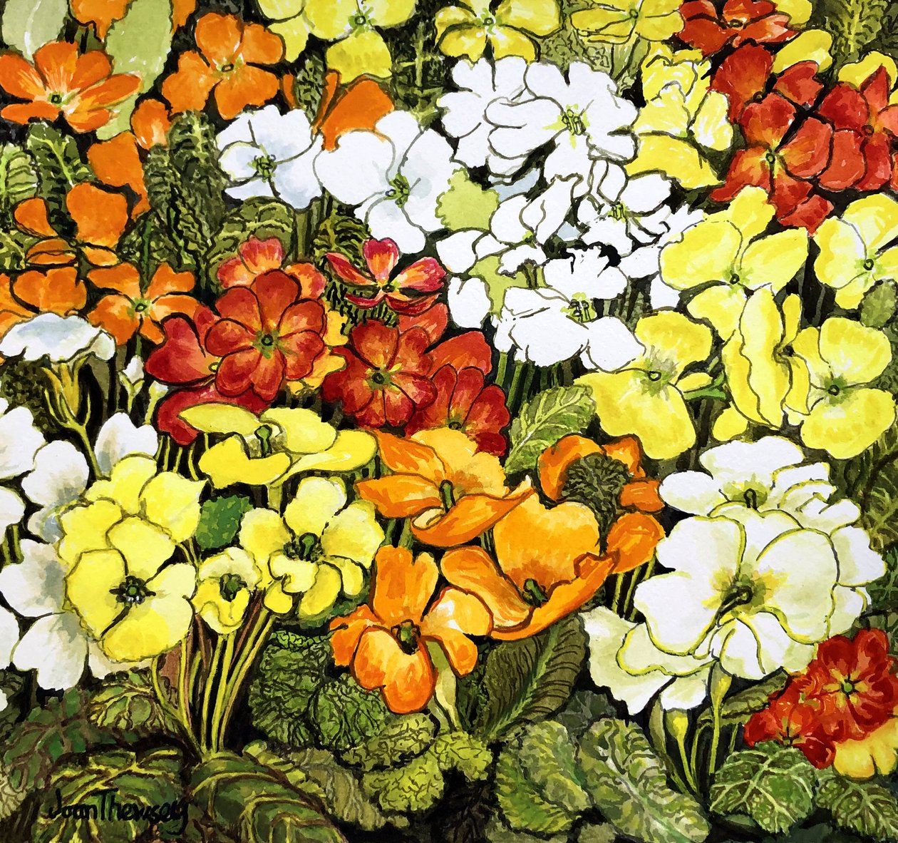 Primrose Border, pierwiosnki białe, żółte, pomarańczowe i czerwone (akwarela) autorstwa Joan Thewsey