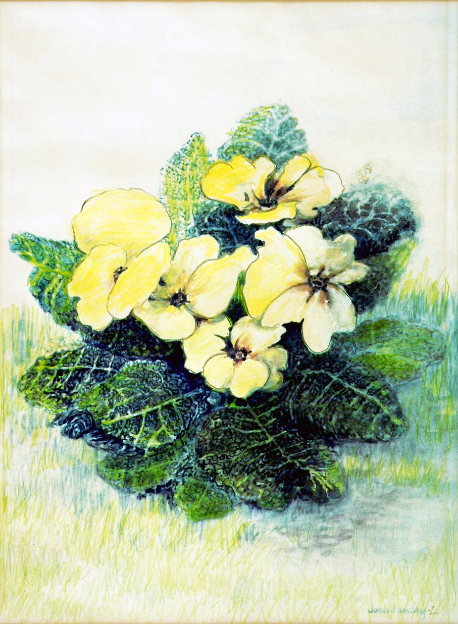 Pierwiosnek jasnożółty, 2005 (farba wodna) autorstwa Joan Thewsey