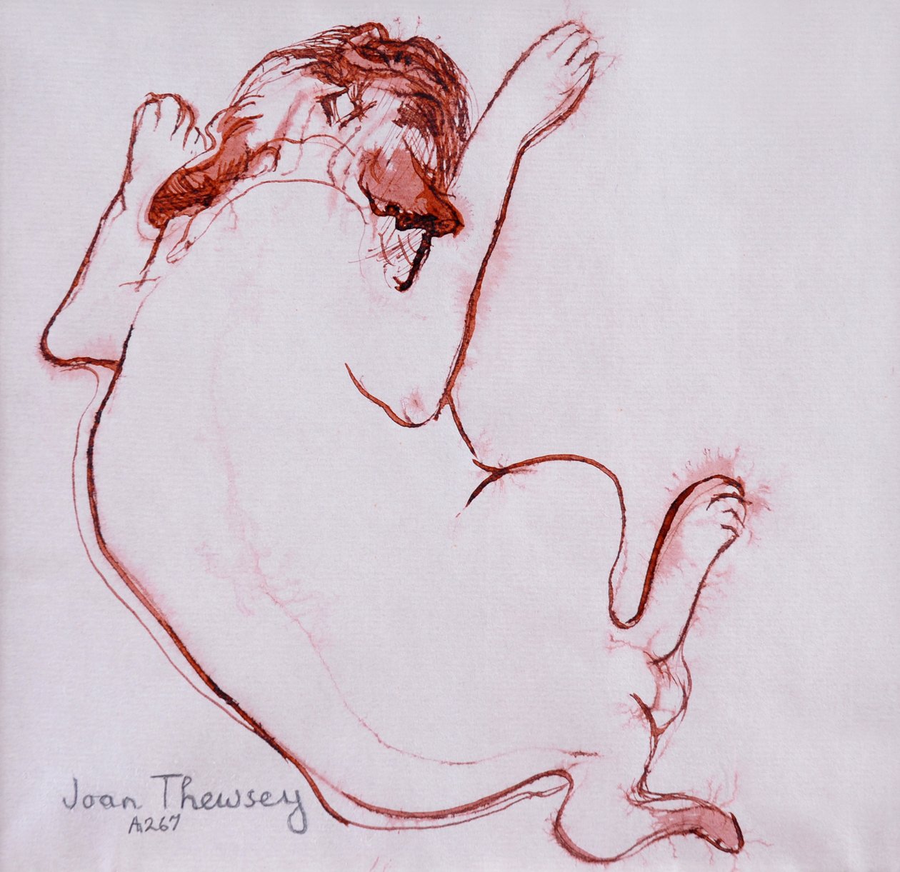 Pug Puppy 1, 2005, (Atrament na mokrym papierze) autorstwa Joan Thewsey