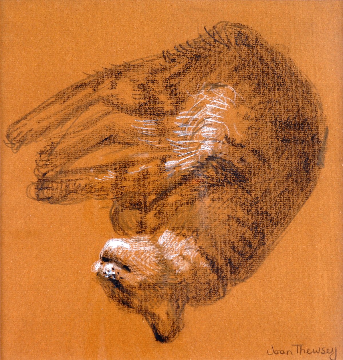 Śpiący kot pręgowany,2005,(grafitowo-biały pastel) autorstwa Joan Thewsey