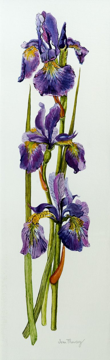 Trzy irysy z liśćmi, 2010, akwarela autorstwa Joan Thewsey