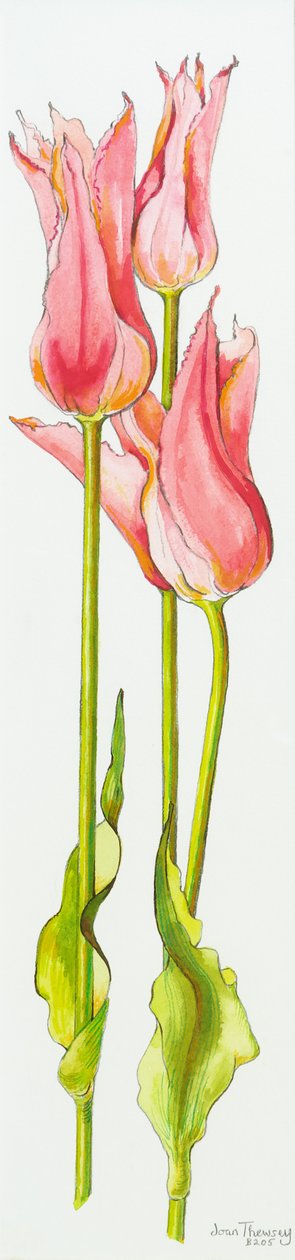 Trzy czerwone tulipany o kwiatach lilii Marianne, akwarela, 2010 autorstwa Joan Thewsey