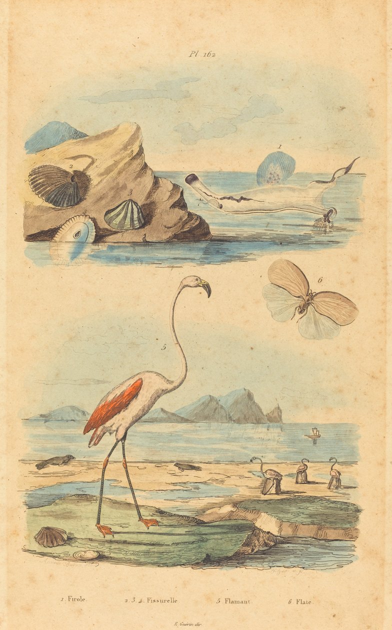 Flamingi i muszle autorstwa Joh. Baptist Pfitzer after Acavie Baron