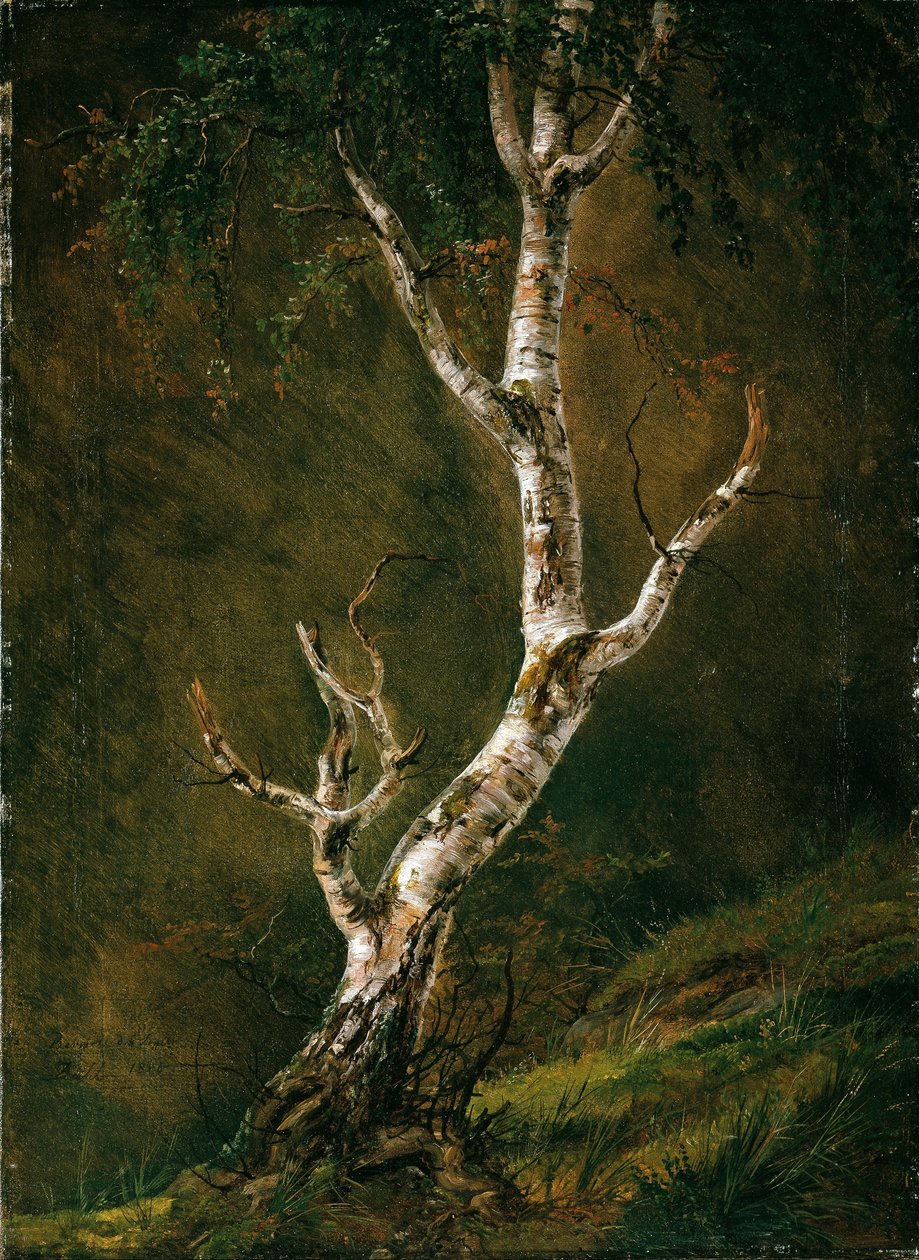Studium drzewa brzozowego autorstwa Johan Christian Dahl