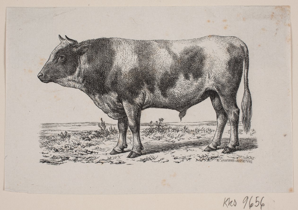 Byk autorstwa Johan Frederik Rosenstand