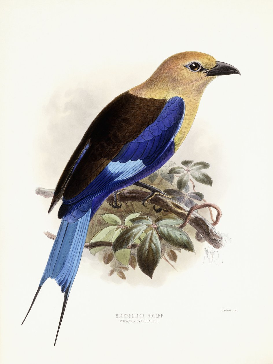 Wałek Błękitnobrzuszny, 1893 autorstwa Johan Gerard Keulemans