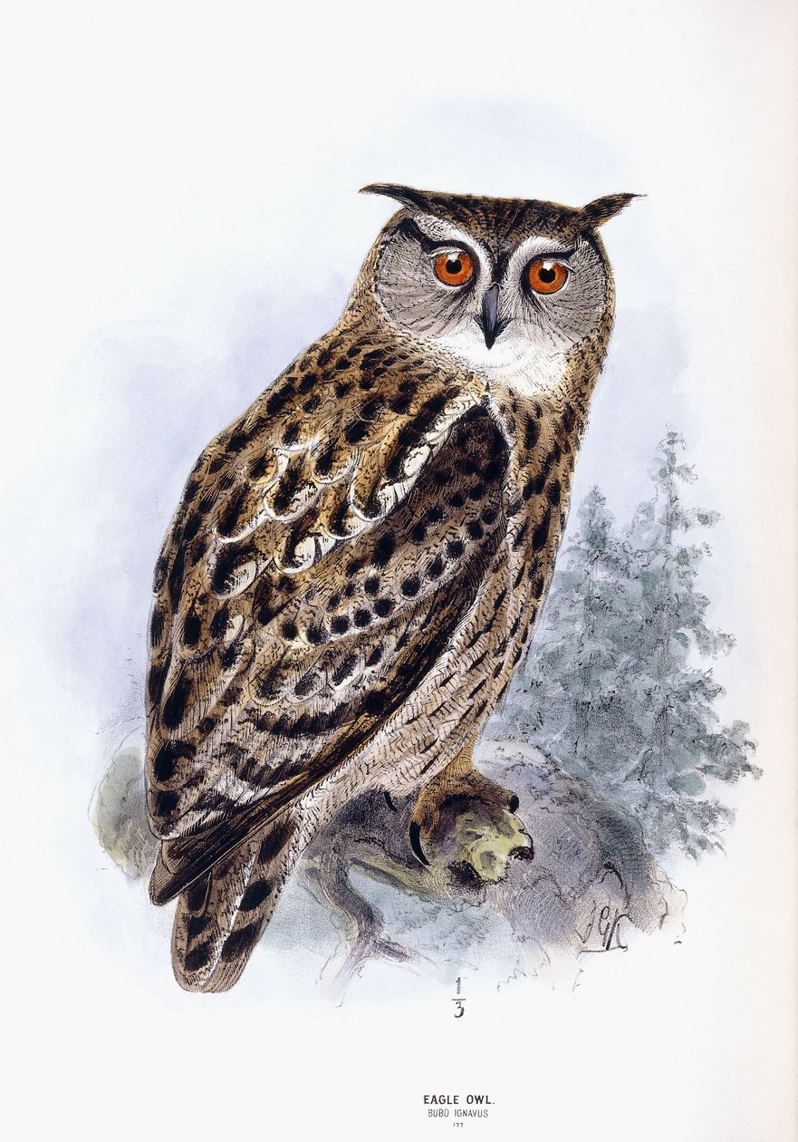Puchacz autorstwa Johan Gerard Keulemans