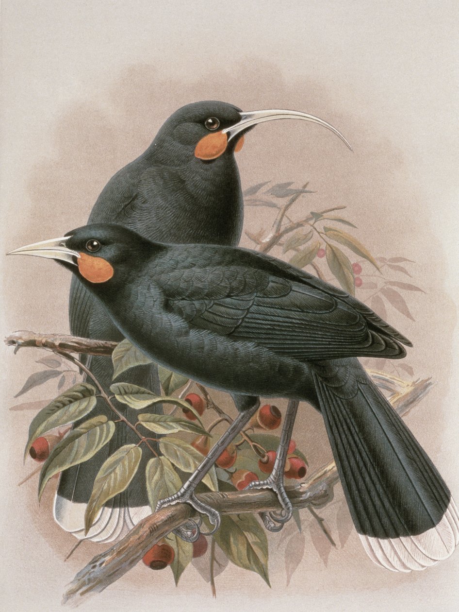 Huia, ilustracja z „Historii ptaków Nowej Zelandii” W.L. Buller, 1887-88 (chromolitho) autorstwa Johan Gerard Keulemans