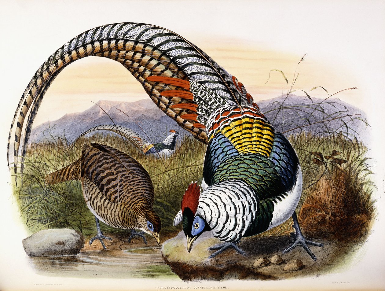 Thaumalea Amherstiae autorstwa Johan Gerard Keulemans