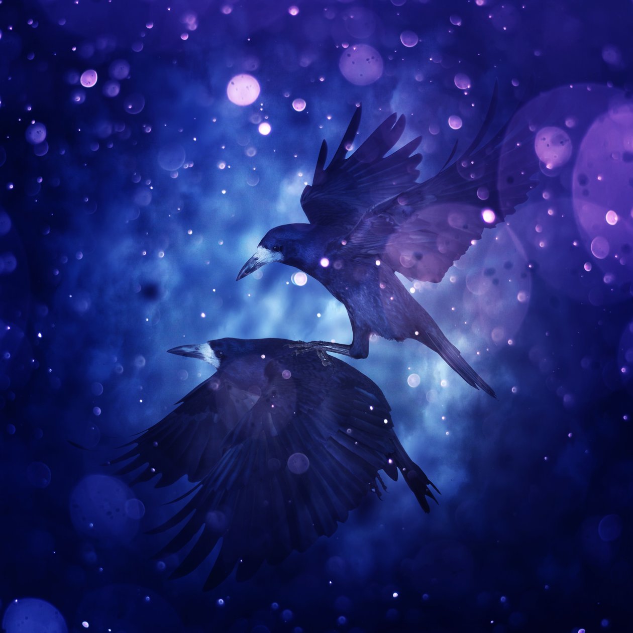 Bird Kingdom 3, 2018 (cyfrowa fotografia) autorstwa Johan Lilja