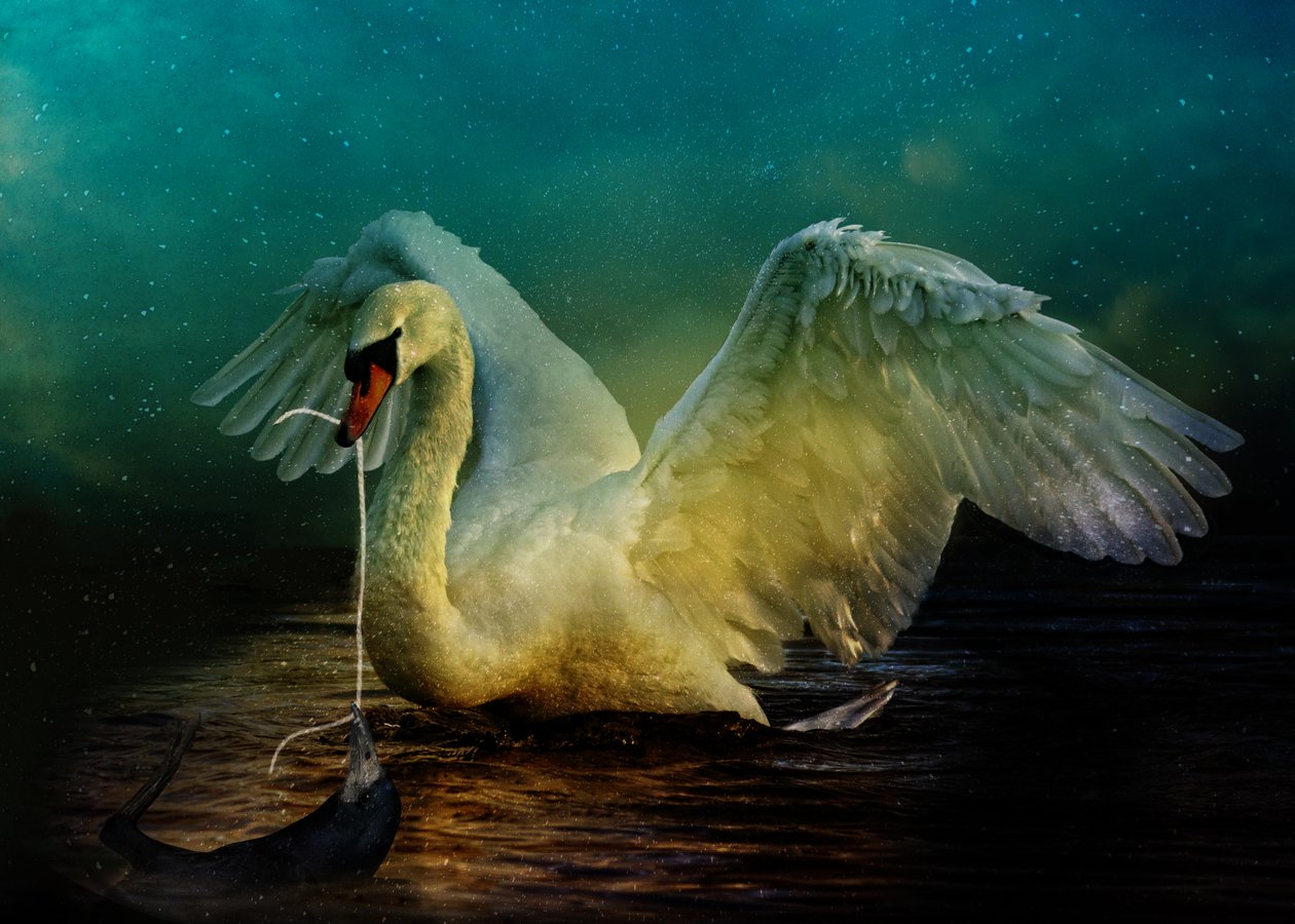Bird Kingdom 6, 2018 (cyfrowa fotografia) autorstwa Johan Lilja