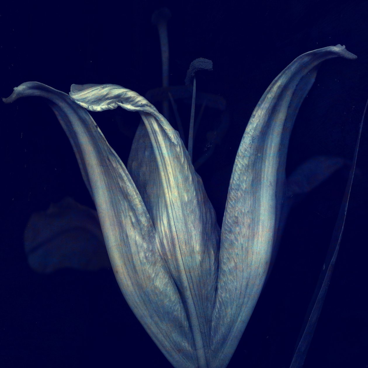 Lilia 1, 2018 (cyfrowa fotografia) autorstwa Johan Lilja