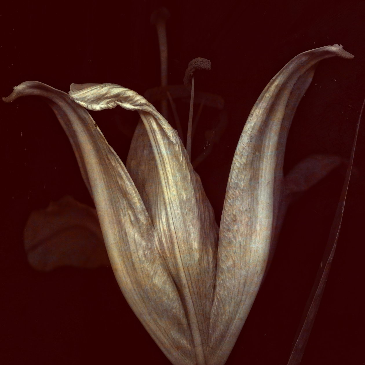 Lilia 2, 2018 (cyfrowa fotografia) autorstwa Johan Lilja