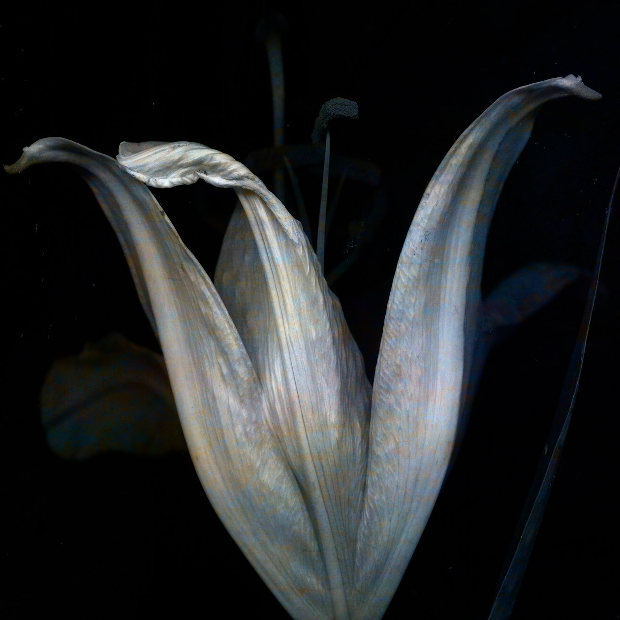 Lilia 3, 2018 (cyfrowa fotografia) autorstwa Johan Lilja