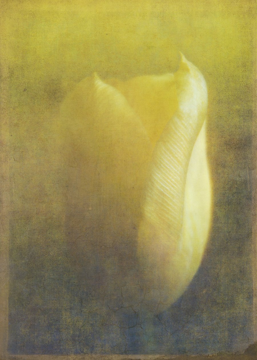 Tulipan, 2015 (cyfrowa sztuka fotograficzna) autorstwa Johan Lilja