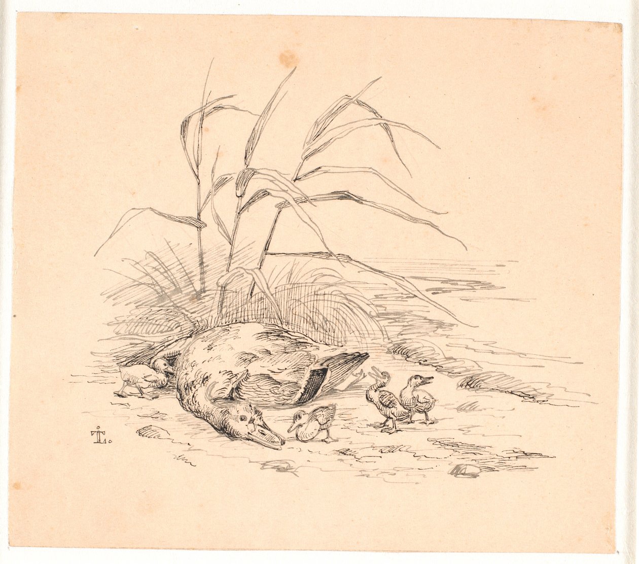 Zabita dzika kaczka. Ilustracja do "Bajek dla dzieci" Kaalunda. Zobacz komentarz z katalogu arkuszy. autorstwa Johan Thomas Lundbye
