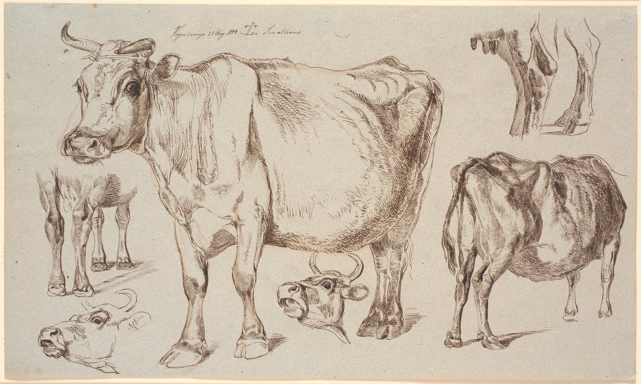 Czasopismo Study z Vognserup. Różne badania krowy autorstwa Johan Thomas Lundbye