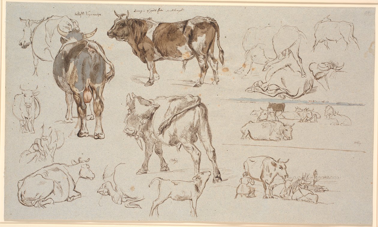 Czasopismo Study z Vognserup. Badania krów, byków i cieląt. T.h. dwa studia krajobrazowe, górne z leżącymi krowami, dolne ze sceną dojenia autorstwa Johan Thomas Lundbye