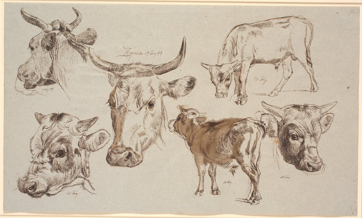 Czasopismo Study z Vognserup. Badania głów krów, cieląt byków i ich głów autorstwa Johan Thomas Lundbye