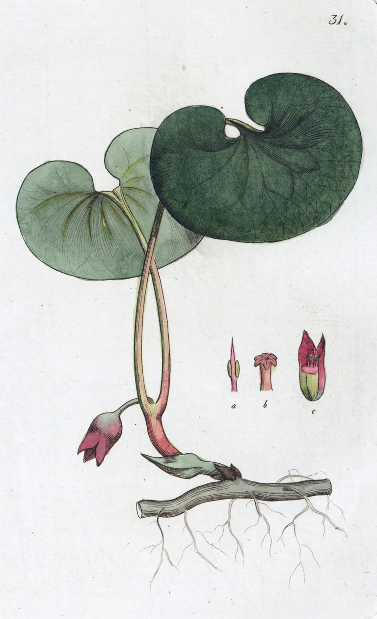 Asarabacca Asarum europaeum, 1804-1811 autorstwa Johan Wilhelm Palmstruch