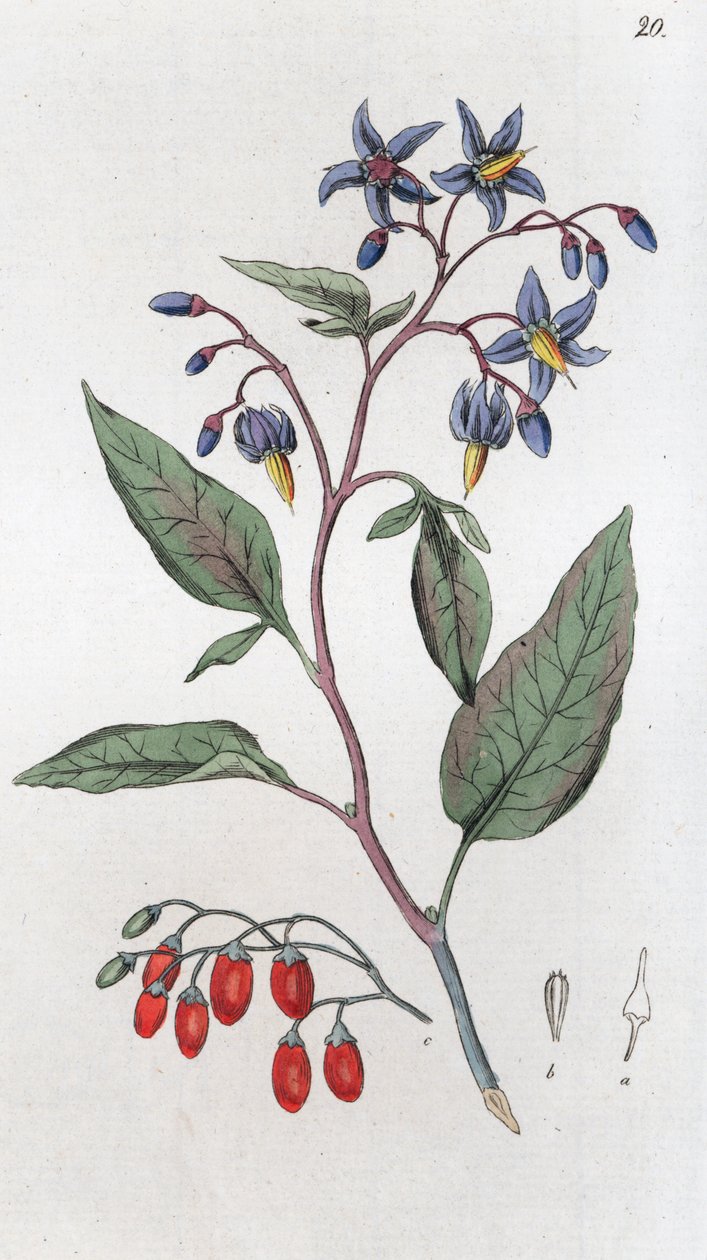 Słodko-gorzka Solanum dulcamara, 1804-1811 autorstwa Johan Wilhelm Palmstruch