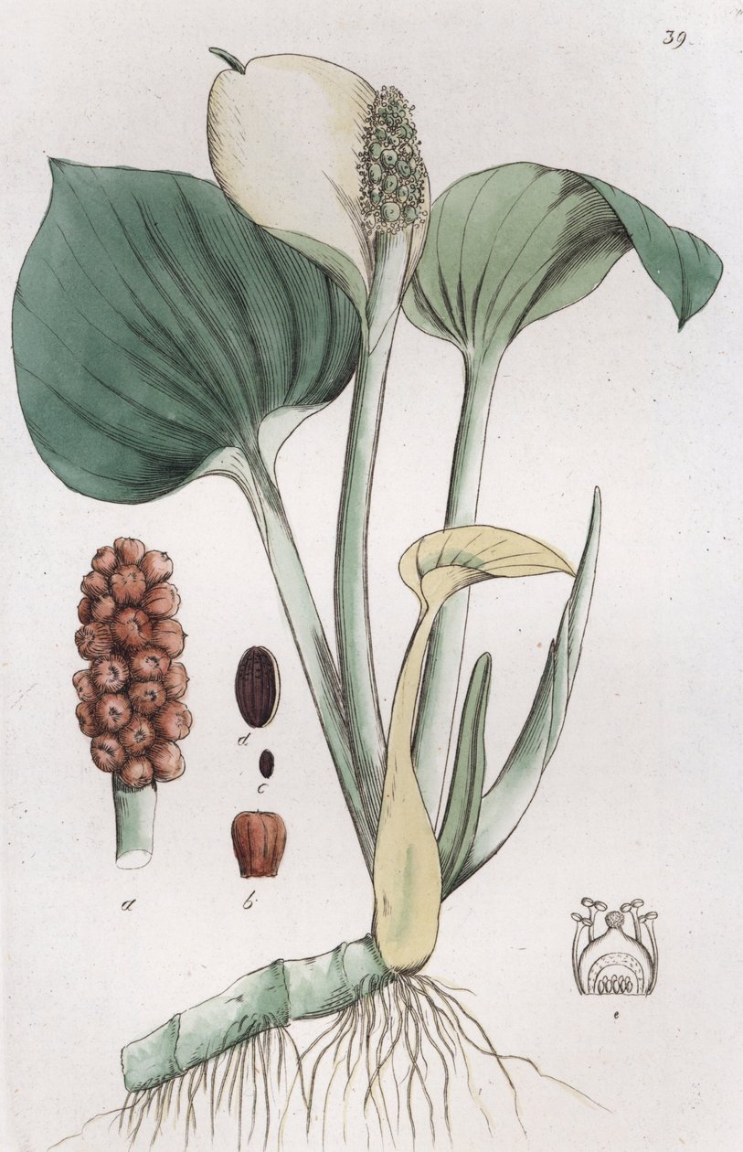 Bagna bagienne Arum Calla, 1804-1811 autorstwa Johan Wilhelm Palmstruch