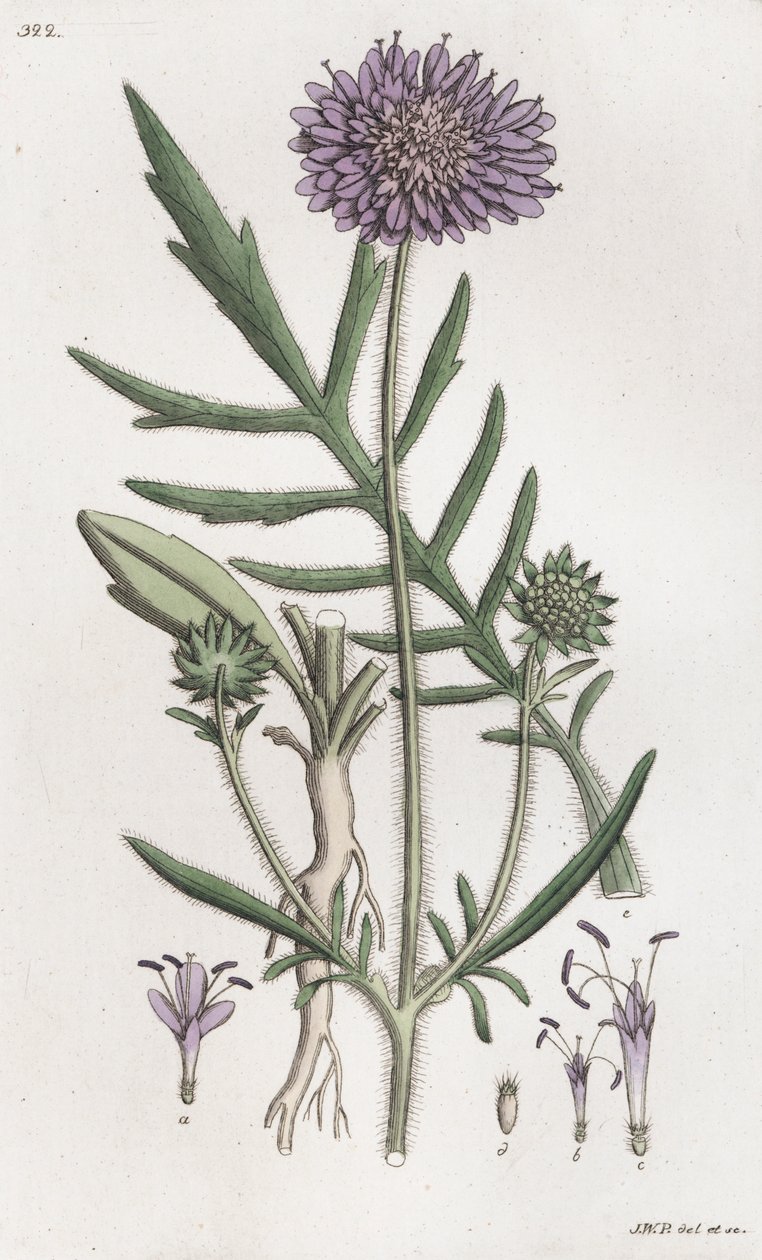 Świerzb polny Knautia arvensis, 1804-1811 autorstwa Johan Wilhelm Palmstruch