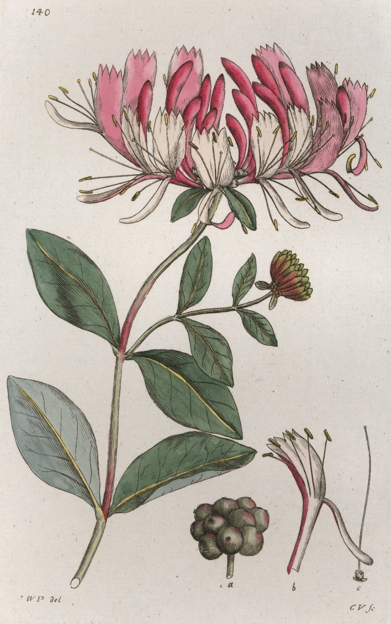 Wiciokrzew Lonicera periclymenum, 1804-1811 autorstwa Johan Wilhelm Palmstruch