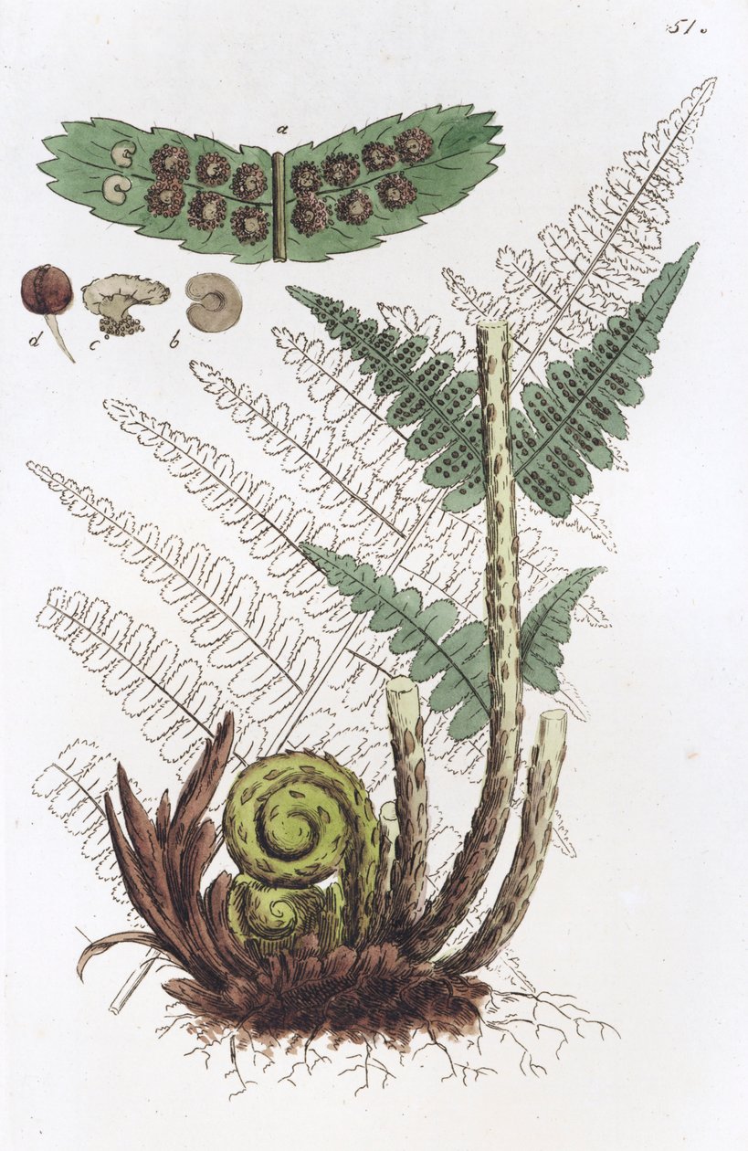 Samiec paproci Dryopteris filix-mas, 1804-1811 autorstwa Johan Wilhelm Palmstruch