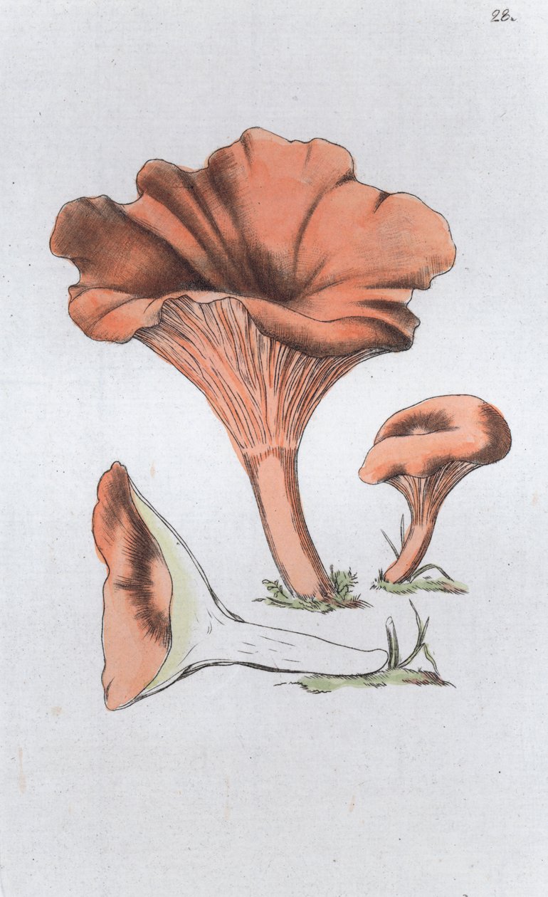 Merulius cantharellus, 1804-1811 autorstwa Johan Wilhelm Palmstruch