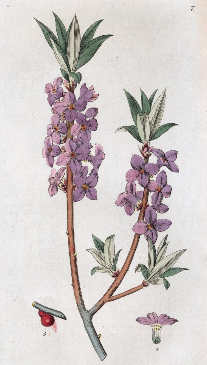 Mezereon Daphne mezereum, 1804-1811 autorstwa Johan Wilhelm Palmstruch