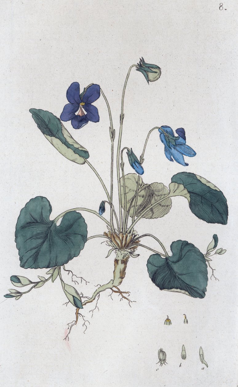 Fioletowa altówka zapachowa, 1804-1811 autorstwa Johan Wilhelm Palmstruch