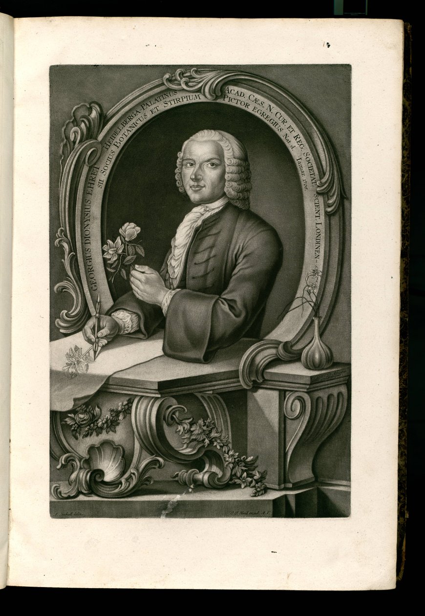 George Dionizy Ehret autorstwa Johann Jakob Haid