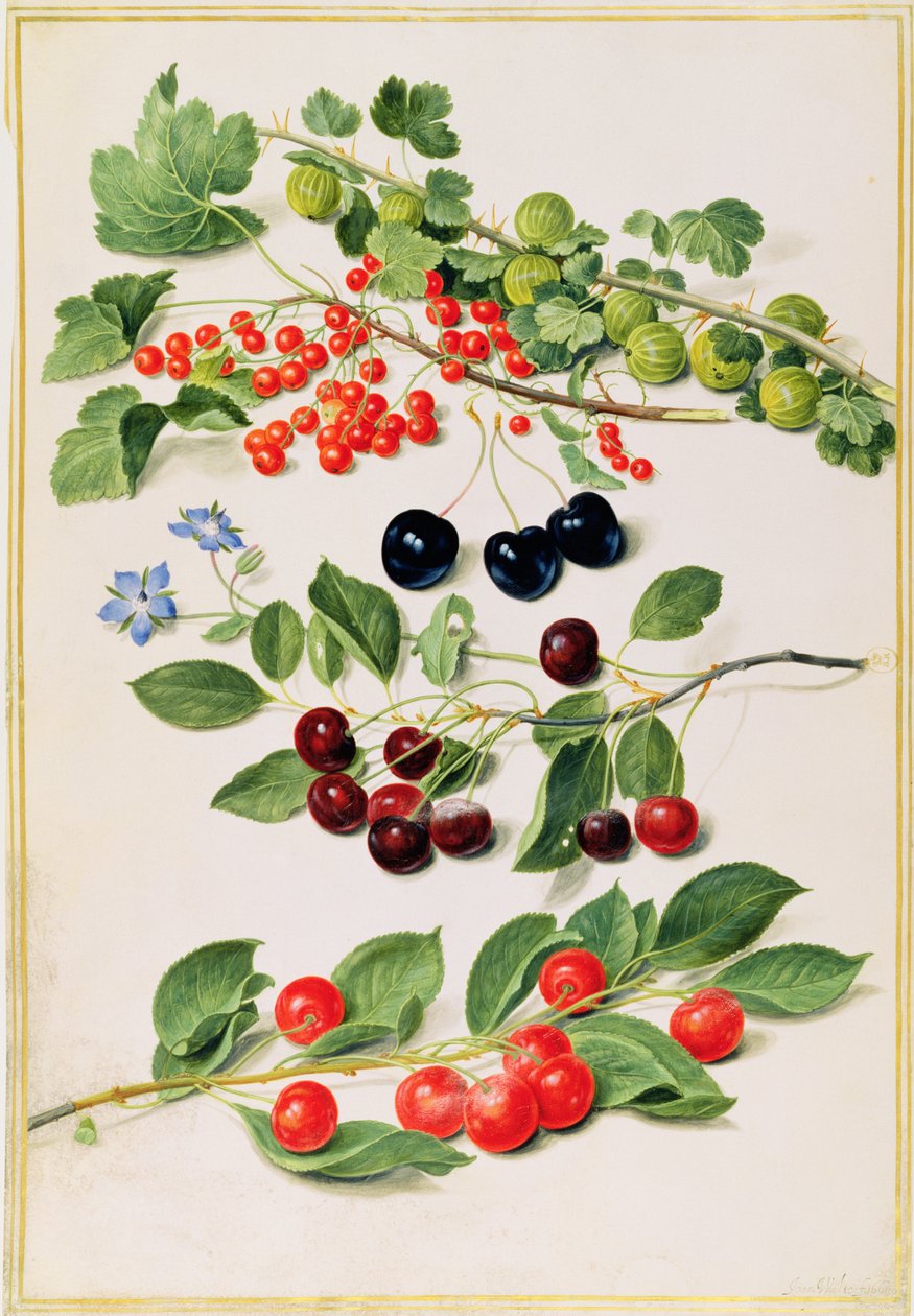 Agrest, Wiśnie i Czerwona Porzeczka, 1661 autorstwa Johann Jakob Walther