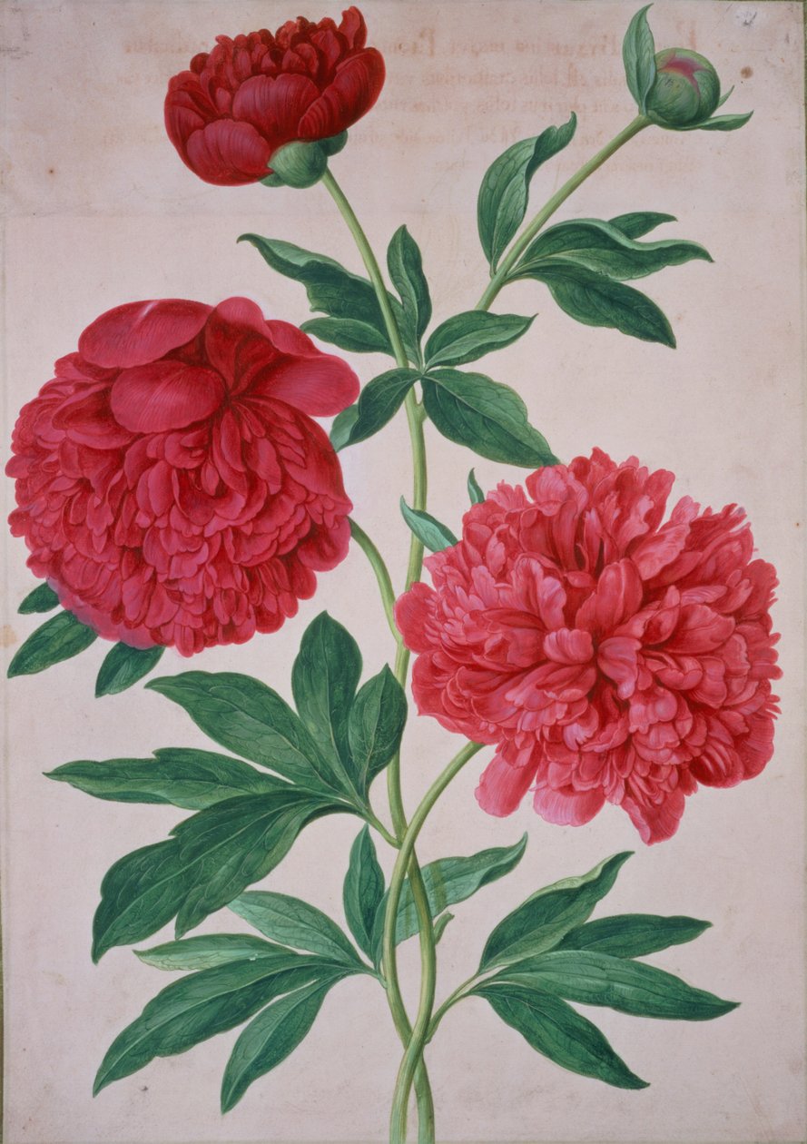 Piwonie, tablica 46 z Nassau Florilegium autorstwa Johann Jakob Walther