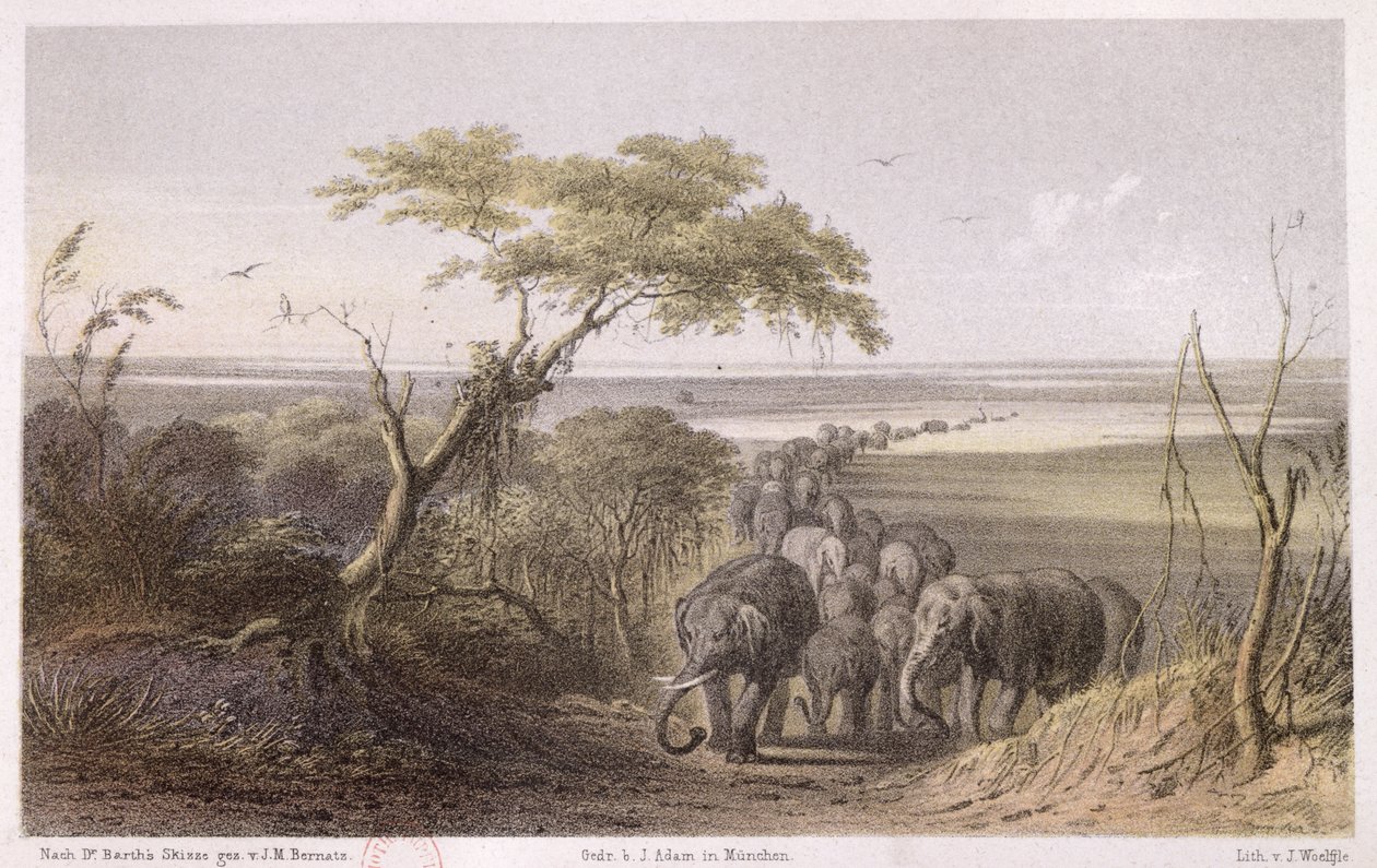 Stado słoni na granicy Czadu, z "Podróży i odkryć w Afryce Północnej i Środkowej" Heinricha Bartha (1821-65) rytowane przez J. Woelfjle, opublikowane w 1857 r. (rycina kolorowa) autorstwa Johann Martin Bernatz