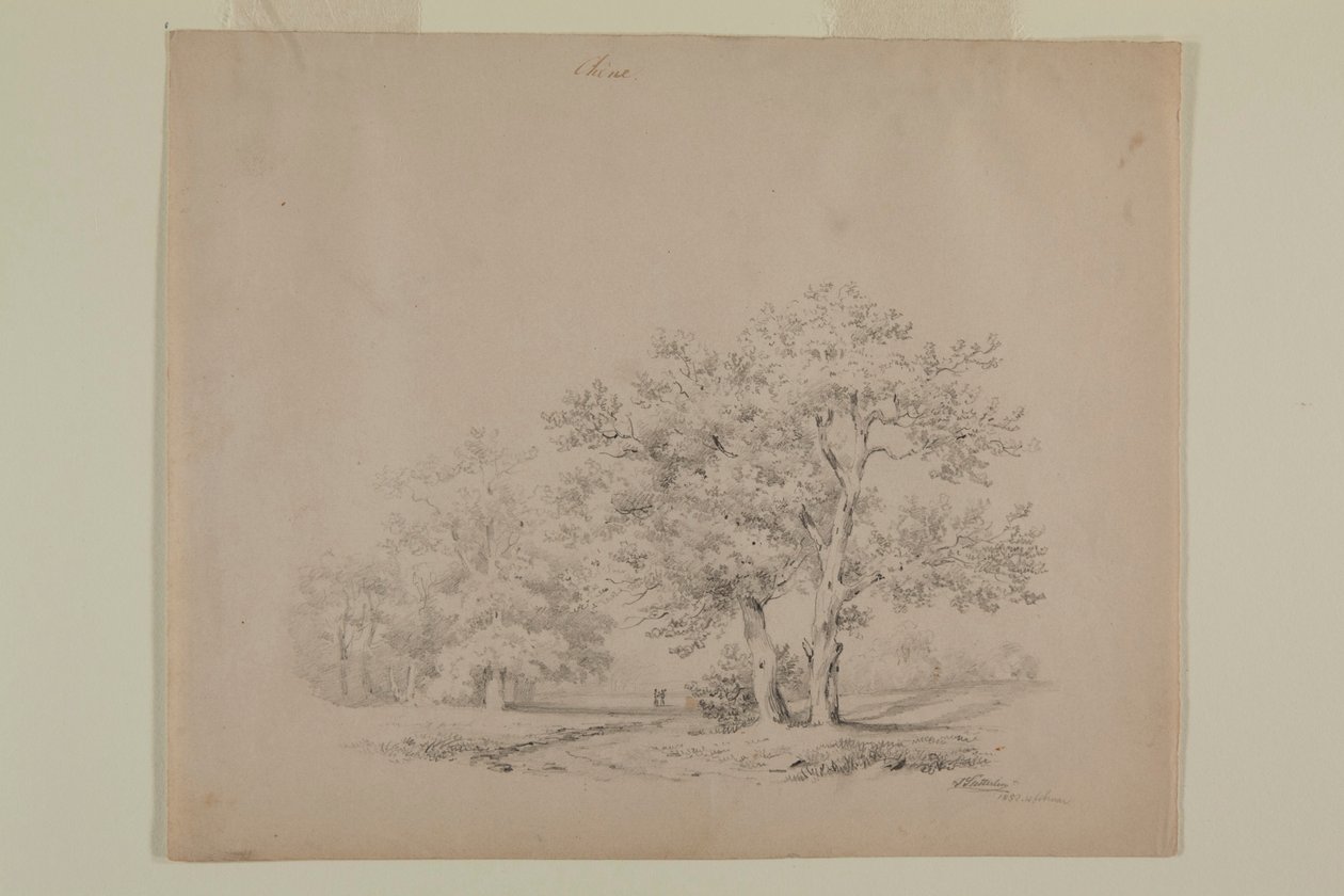Rysunek dębów autorstwa Johanna Sutterlina autorstwa Johann Sutterlin