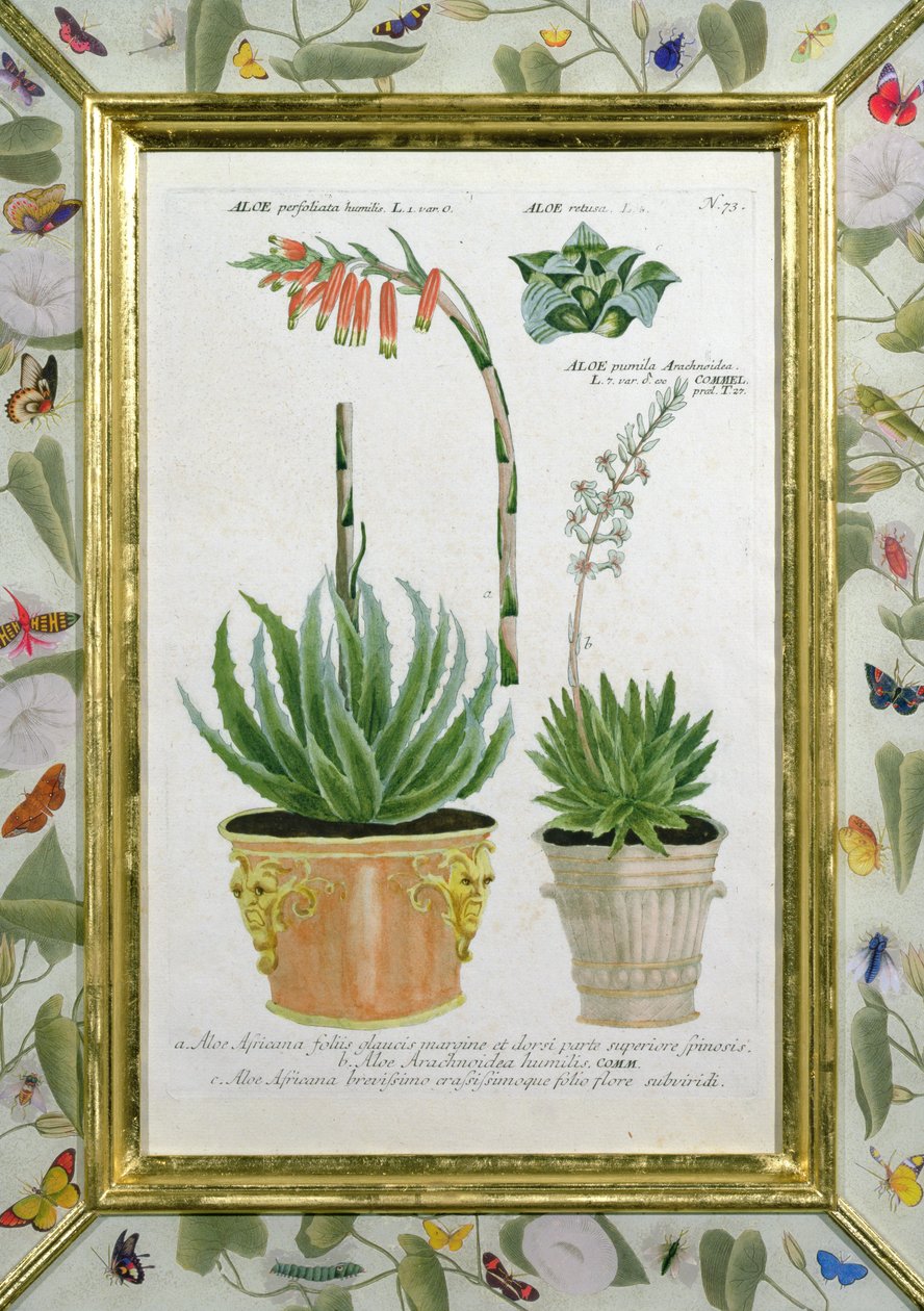 Aloes, ok. 1740 (ręcznie barwiony grawer) autorstwa Johann Wilhelm Weinman