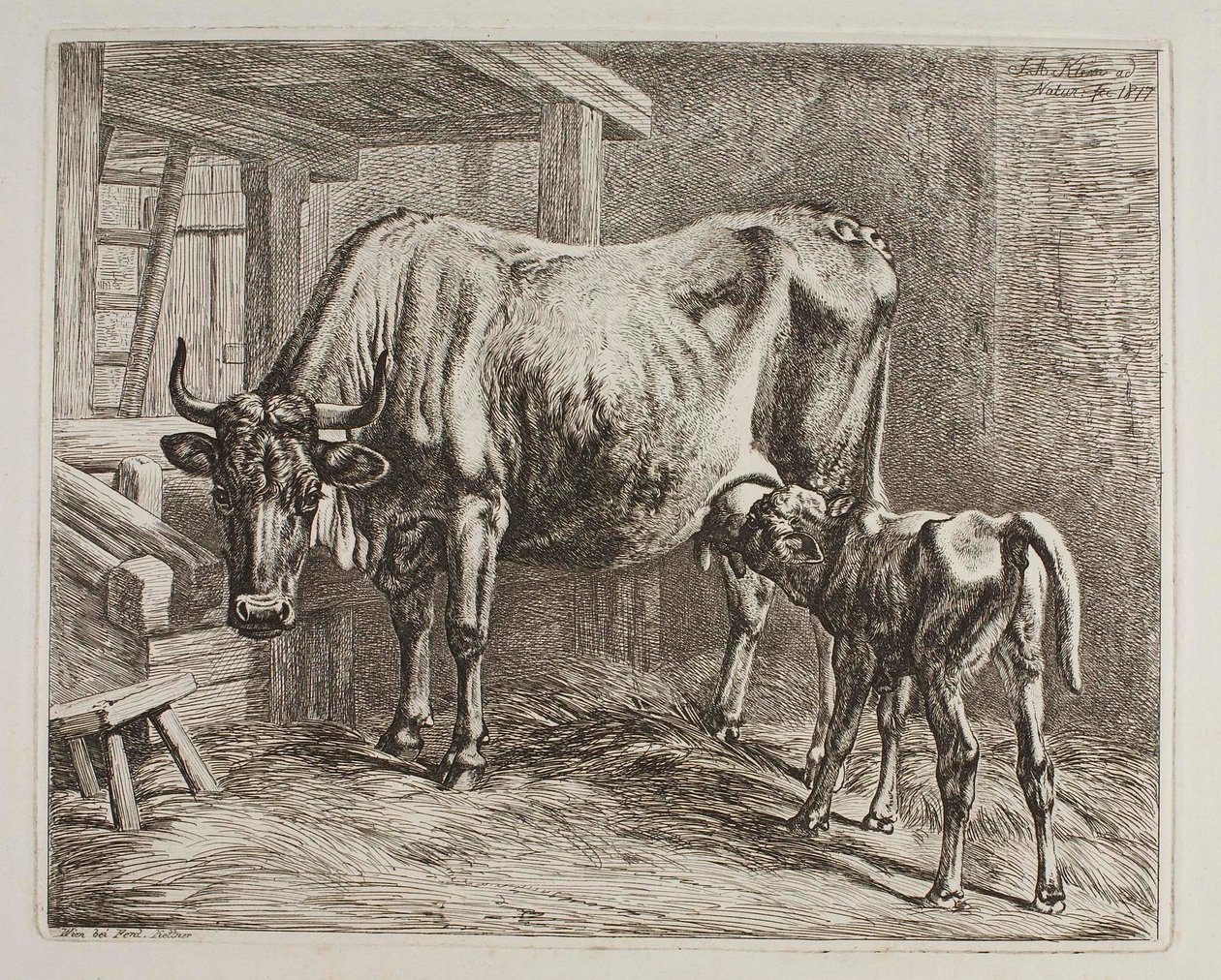 Krowa z ssącym cielęciem autorstwa Johann Adam Klein